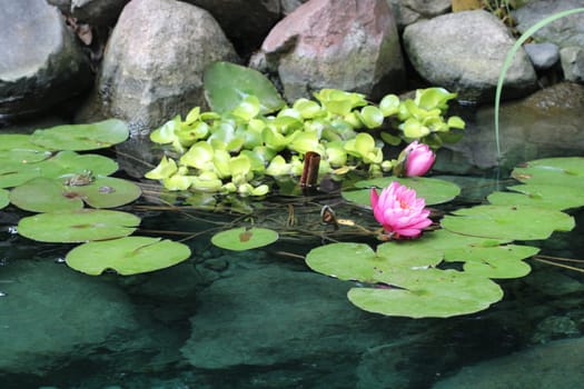 Members of this family are commonly called water lilies and live as rhizomatous aquatic herbs in temperate and tropical climates around the world. The family contains five genera with about 70 known species. Water lilies are rooted in soil in bodies of water, with leaves and flowers floating on or emergent from the surface.