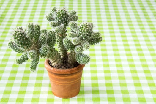 Small potted cactus on the checkered tablecloth