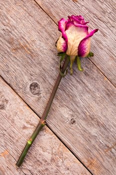 Composition of a faded rose lying on a floor