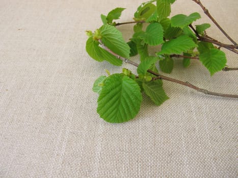 Hazelnut twigs with young hazelnut leaves