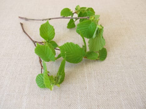 Hazelnut twigs with young hazelnut leaves