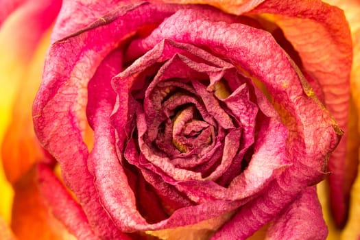 Beautiful rose flower close up for background