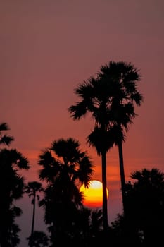 Silhouette Palm Tree Sunset over pink orange sky in evening. tropical sunset background