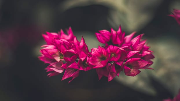 close up Beautiful fairy dreamy magic pink purple flowers on blurry background dark vntag toned  soft selective focus,  garden forest idea decoration