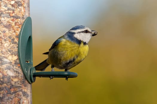 Blue tit feeding