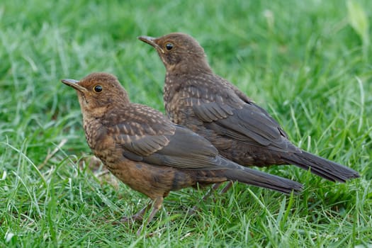 young blackbirds on a meadow