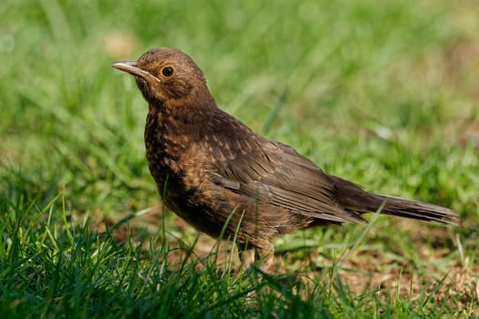 Juvenile blackbird