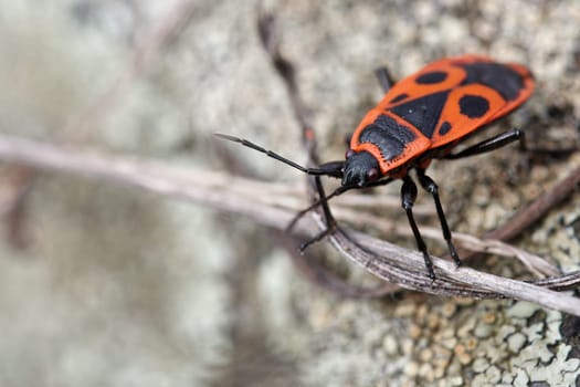firebug in spring