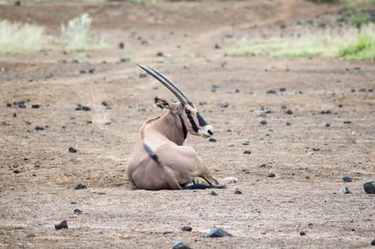 Oryx sitting in the savannah of Tsavo West Park