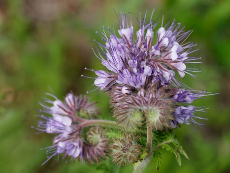 Phacelia in blosoom