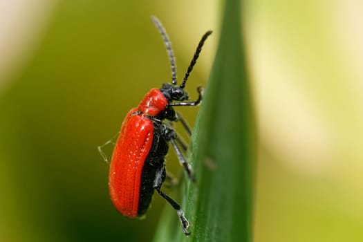 Scarlet lily beetle