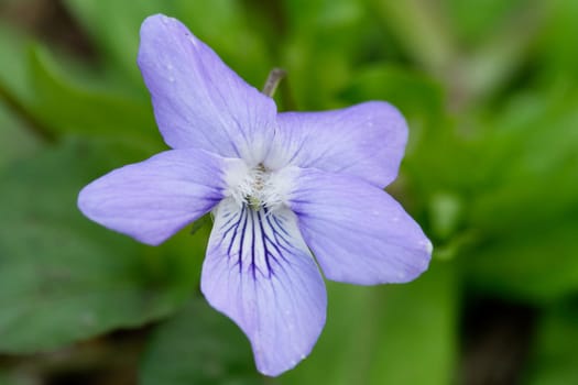 common dog-violet in spring