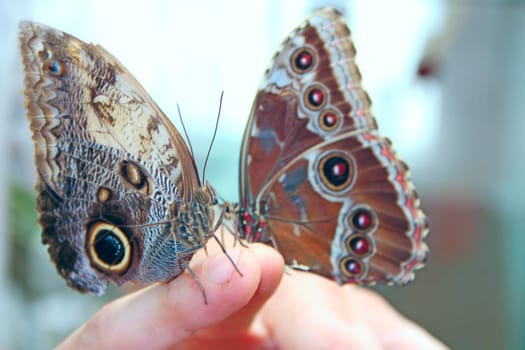 Two butterflies sitting on human fingers. Hand butterflies. Butterflies of Morpho peleides sitting on forefinger