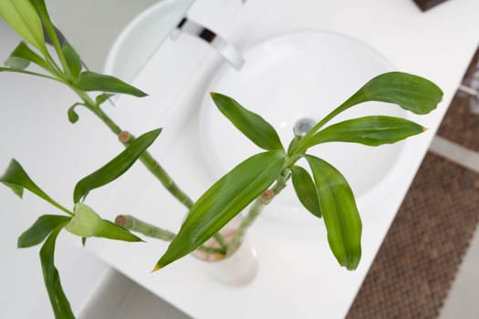 High angle view of a plant on a bathroom sink