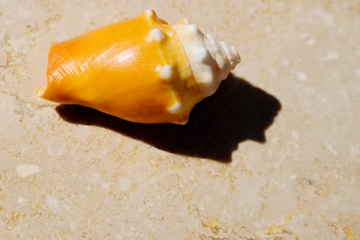 Close-up of a conch shell