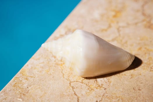Close-up of a conch shell on the ledge of a swimming pool