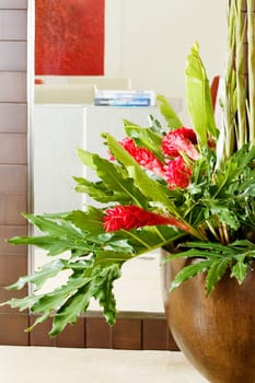 Close-up of a houseplant in front of a mirror