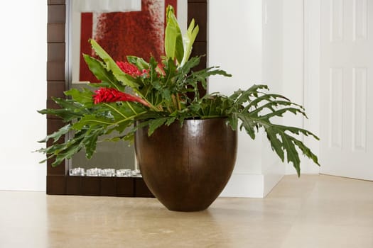 Close-up of a houseplant in front of a mirror