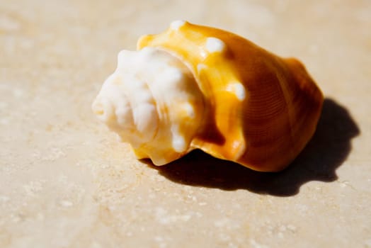 Close-up of a conch shell