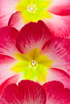 Close_up of flowers