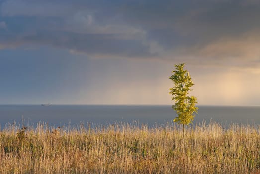 Plant on the seaside