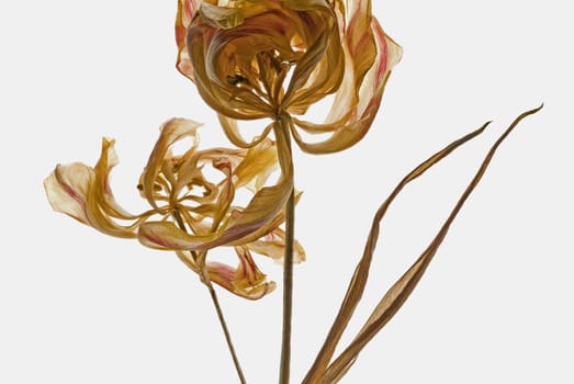 Close_up of dried flowers