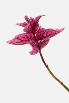 Close_up of a pink flower