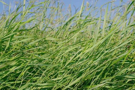 Close_up of tall grass