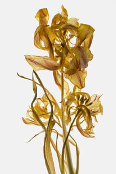Close_up of dried flowers