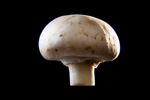 Close-up of a mushroom