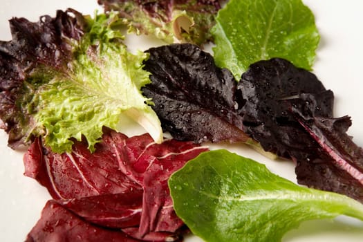 Close-up of lettuce leaves