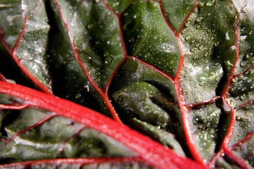 Close-up of a leaf