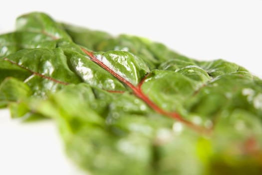 Close-up of a leaf