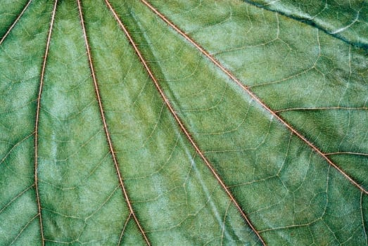 Close-up of a leaf