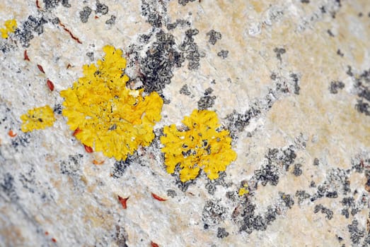 Close-up of a rough wall