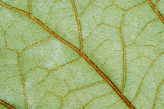 Close-up of a leaf