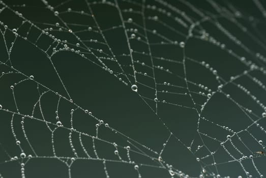 Close-up of dew drops on a spider web