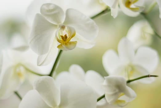 Close_up of flowers