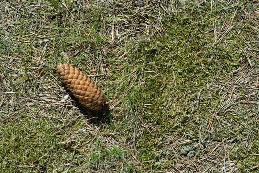 High angle view of a pineapple on grass