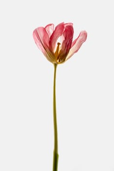 Close_up of a flower