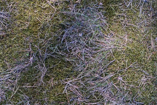 High angle view of straw on grass