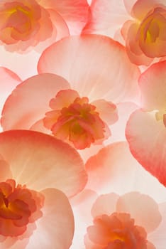 Close_up of flowers