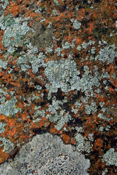 Close_up of lichen on rock