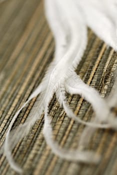 Close-up of dry ostrich ferns