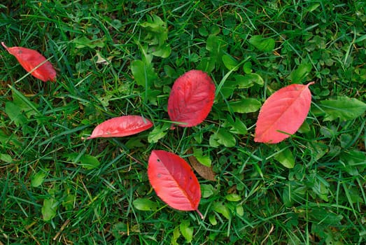Fallen leaves on green grass