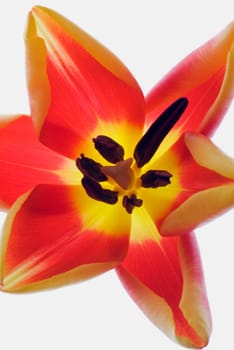 Close_up of a flower