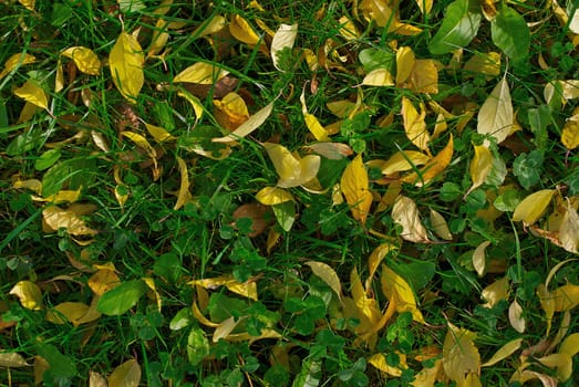 Fallen leaves on green grass