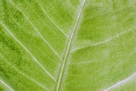 Close_up of a leaf