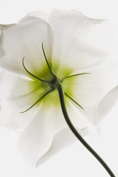 Close_up of a flower
