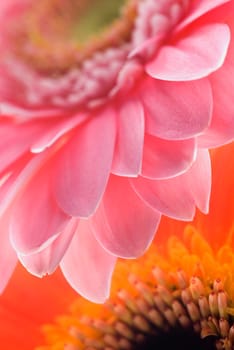 Close_up of pink flowers
